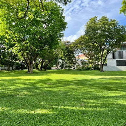 Naturixy™️Evergreen Dwarf Grass Seed