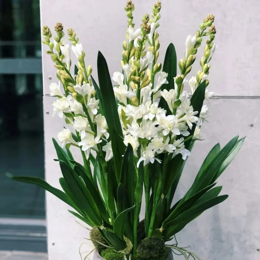 Petalizy™ Tuberose Rajnigandha Seeds (Pack of 2)